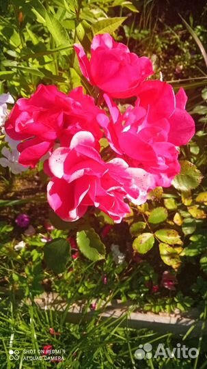 Роза карликовая