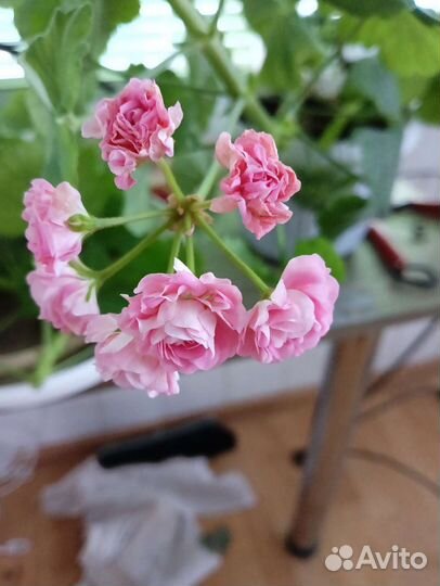 Пеларгония герань сортовая