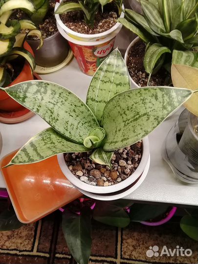 Сансевиерия