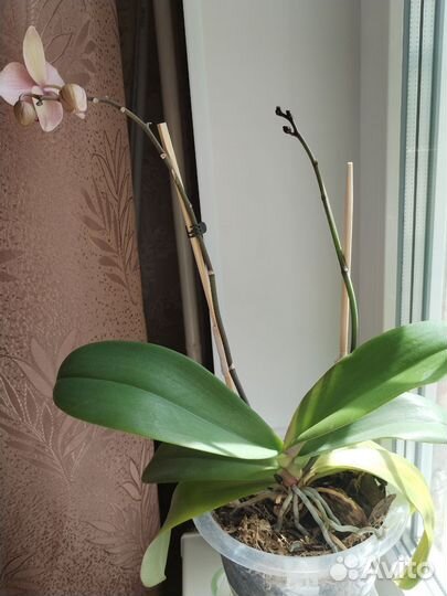 Орхидея фаленопсис