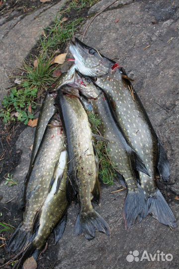 Отдых и рыбалка на Ладоге в Шхерах