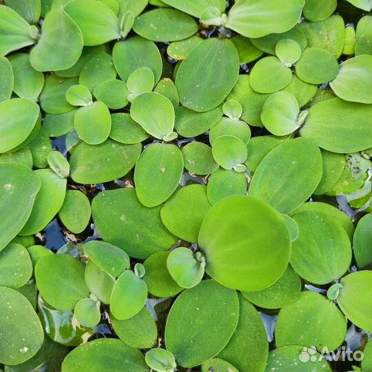 Рыбка петушок