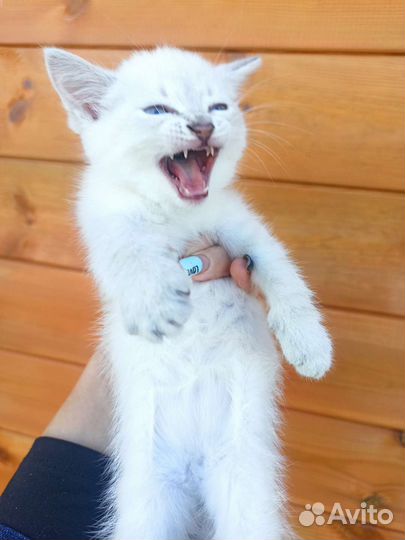 Кошка в дар