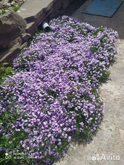 Астра новобельгийская и почвопокровные