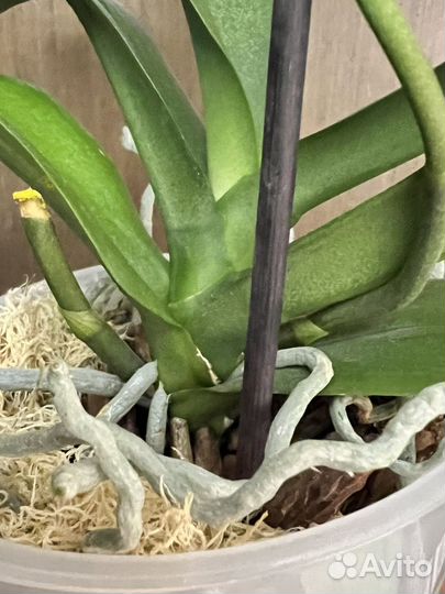 Орхидея фаленопсис I-hsin spot leopard