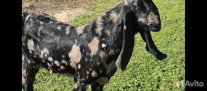 Козел Камори для вязки