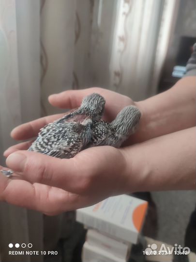 Попугаи ввп чехи