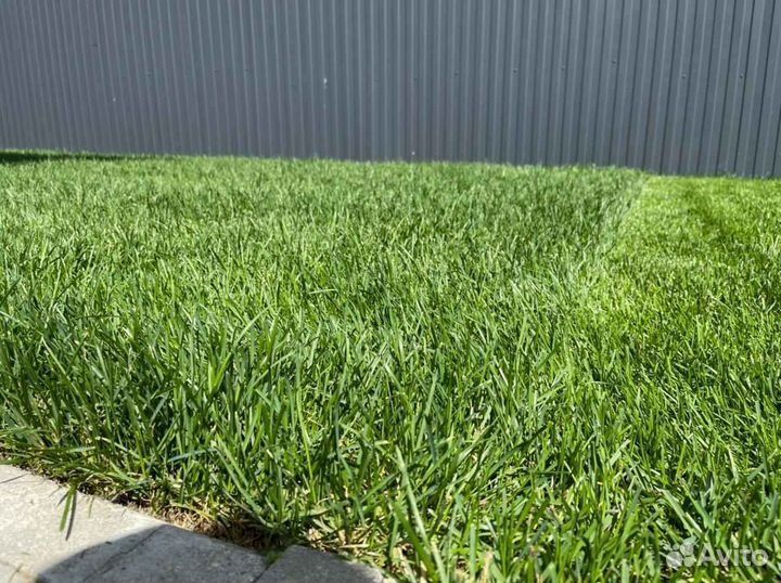 Рулонный газон, укладка, продажа