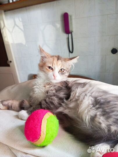 Пушистая 3х цветочка в Ваш дом