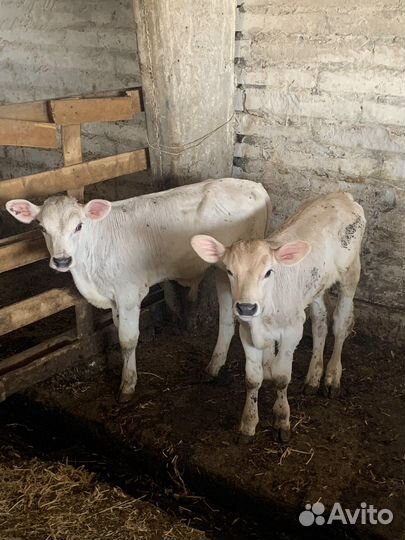 Бычки швицы