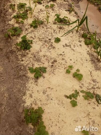 Клубника Азия, вьющаяся, землеклубника