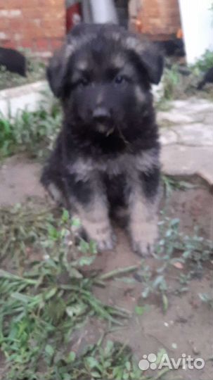 Щенки Восточноевропейской овчарки