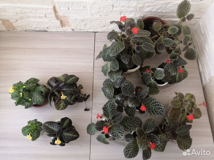 Комнатные цветы