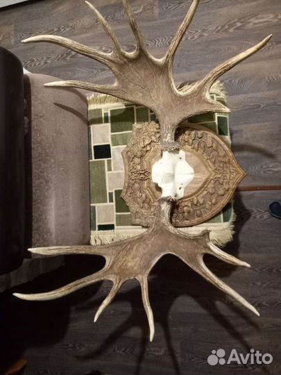 Продам рога лося