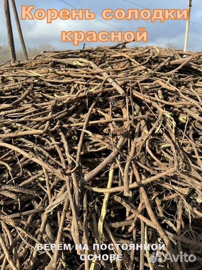 Солодка красная корень