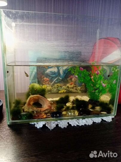 Аквариум с рыбками