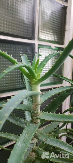 Цветок алоэ