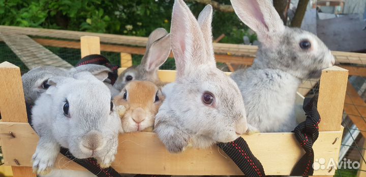 Очаровательные рексы