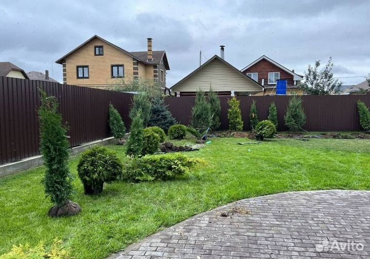 Можжевельник Блю Эрроу с доставкой с полей