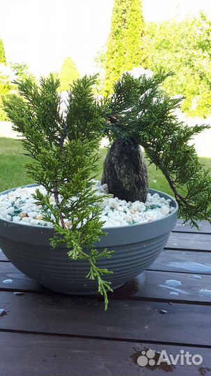 Бонсай садовый