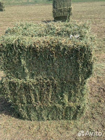 Сено люцерны в тюках