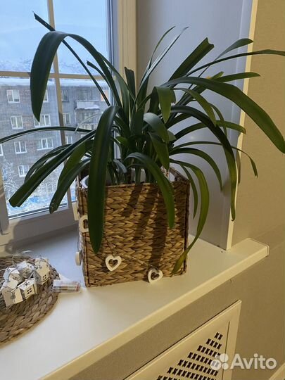 Продам цветы комнатные