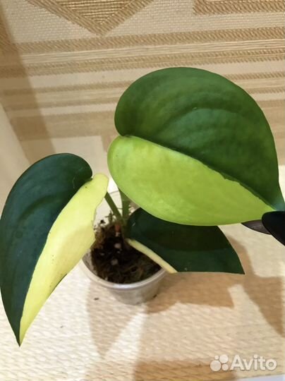 Сциндапсус Jade Satin var