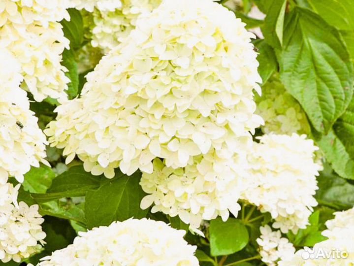 Гортензия :ваниллафрайз, грандифлора, мохито