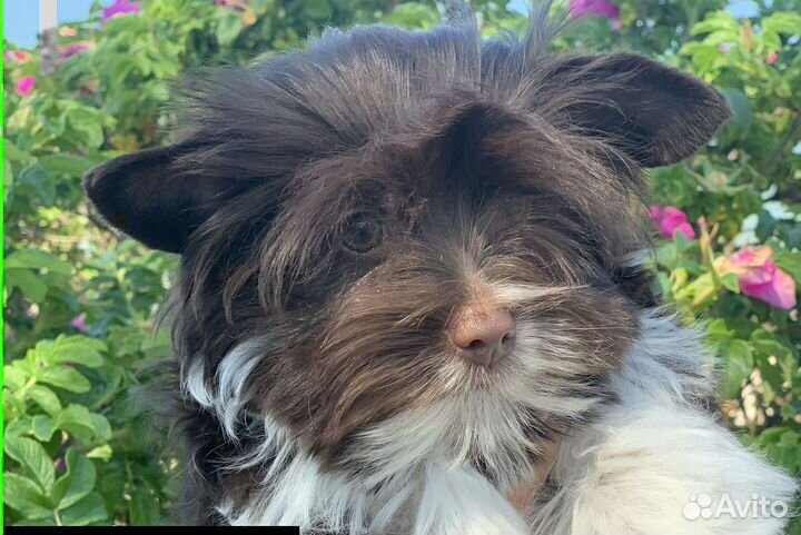 Йоркширский терьер