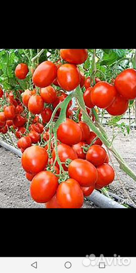 Семена томатов(помидор) и перцев лаванда огурцы