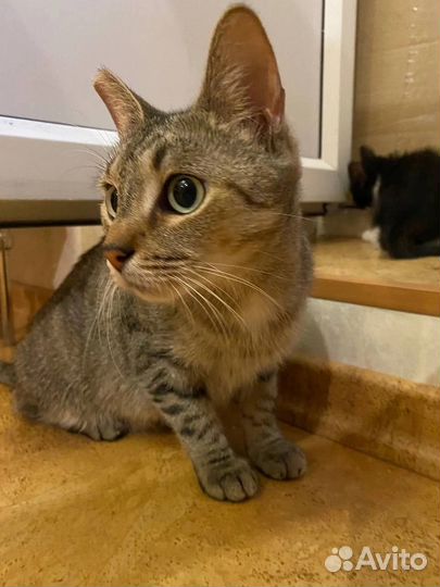 Очаровашка Ушко очень ждёт любящего хозяина