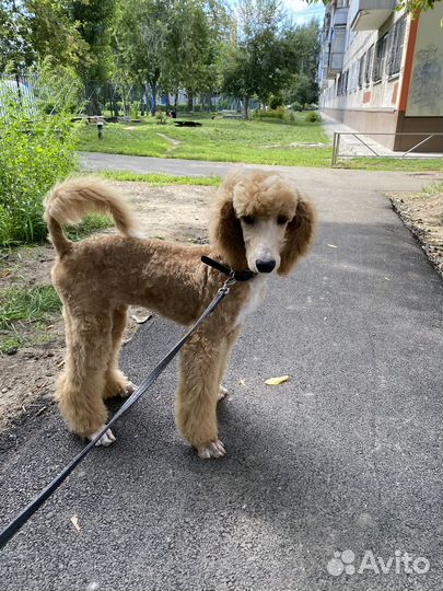 Королевский пудель