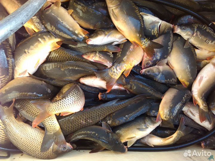 Рыба свежая