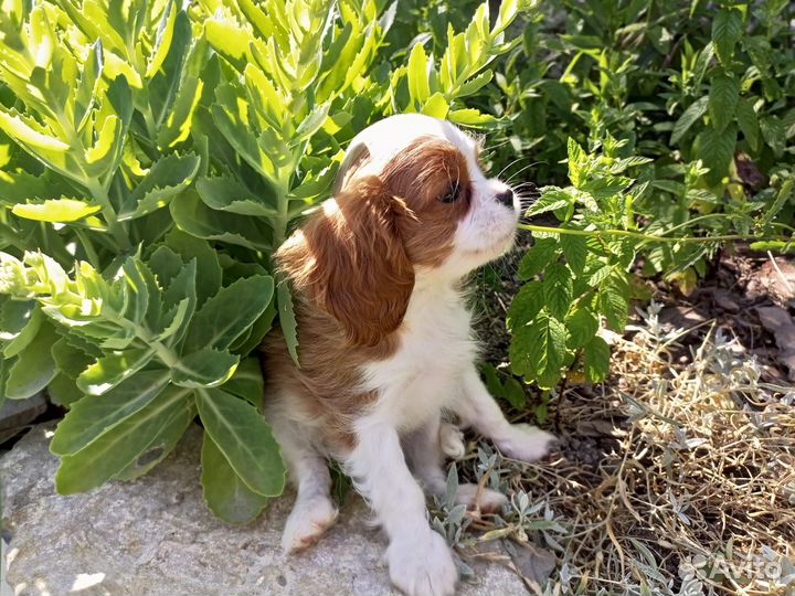 Кавалер Кинг Чарльз спаниель