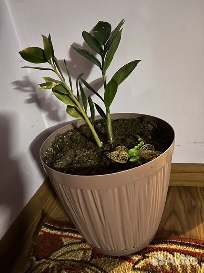 Комнатные цветы