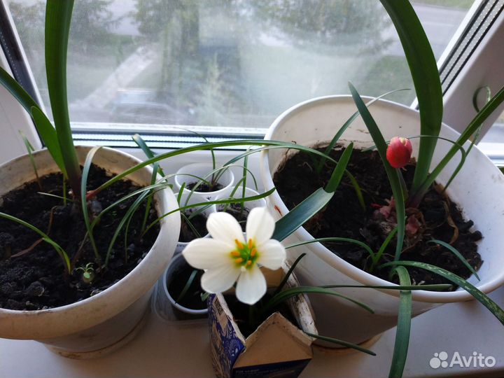 Гиппиаструм и выскочка белая