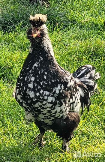 Петух молодой, Павловское золото