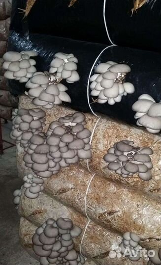 Грибы вешенки мицелий