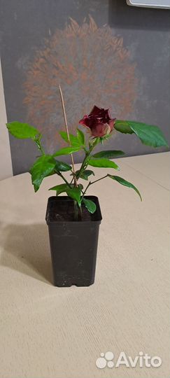 Гибискус китайская роза