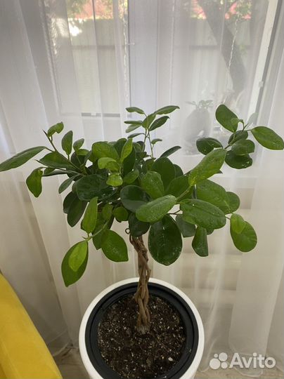 Фикус макломе