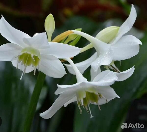 Эухарис амазонская лилия
