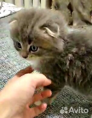 Котик вислоухий