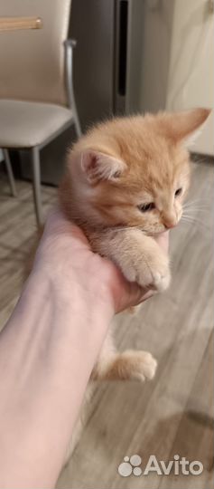 Котенок от кошки породы Мейн-кун