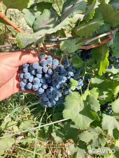 Виноград