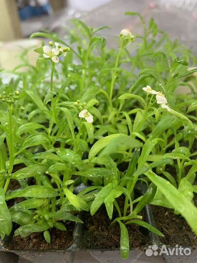 Цветы в ассортименте укоренённый черенок