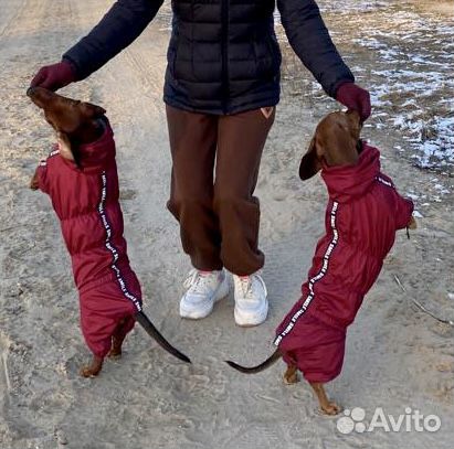 Комбинезон демисезонный на таксу