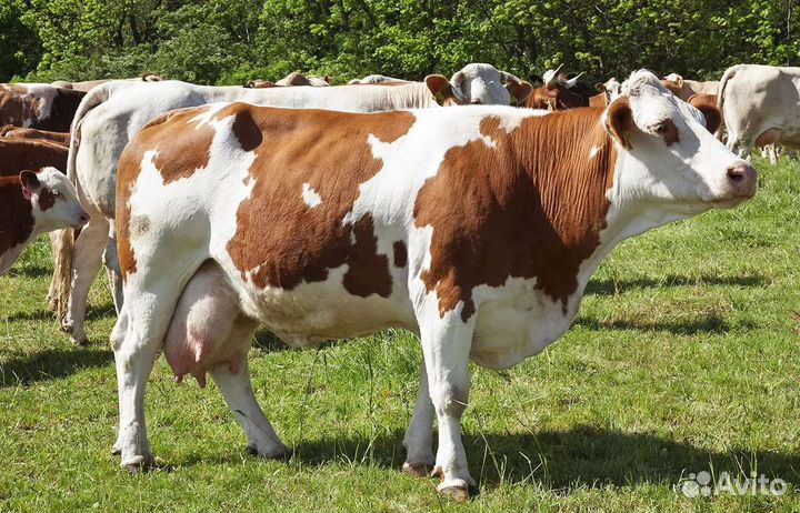 Искусственное осеменение коров и телок