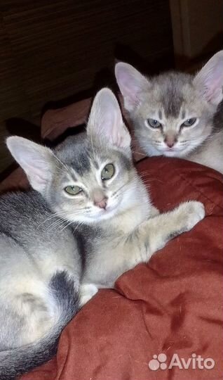 Котята