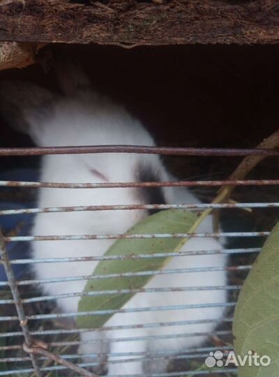 Кролики на племя