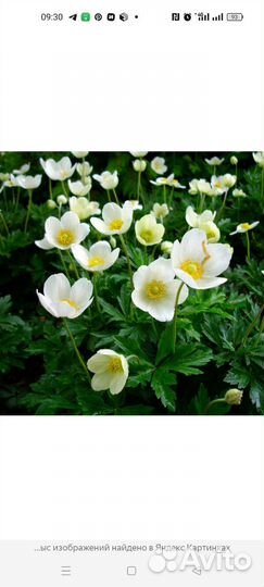 Анемона белая многолетняя